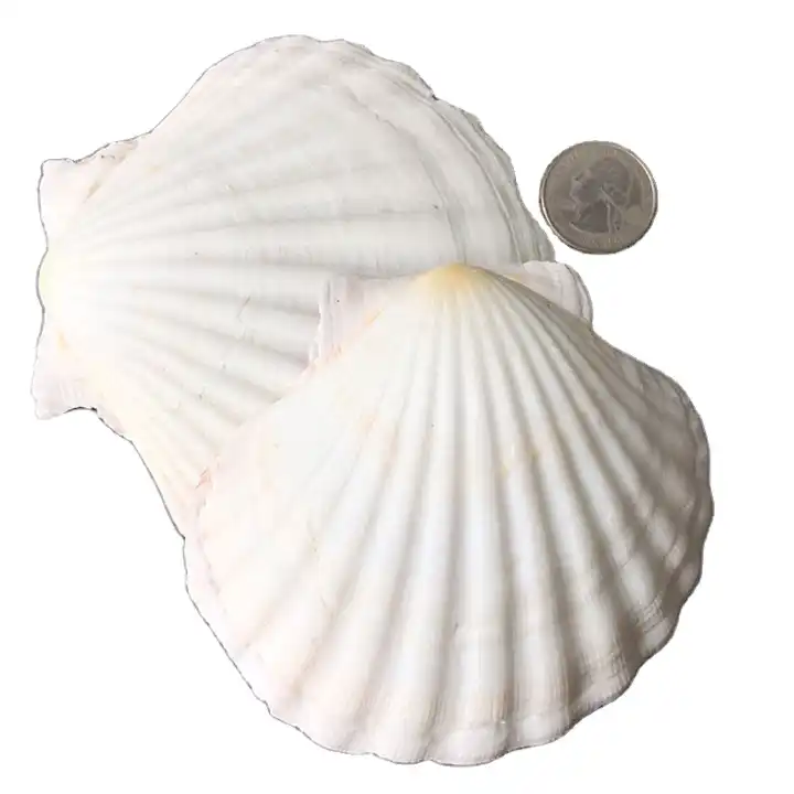 natural seashells many types of scallop
