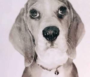 Diamantes Industriales Soham, Grano 40-200, Polvo de Diamante Brillante Modelo 7-3, Abrasivos Industriales para Acabado y Pulido de Metales y Cerámica - Product Image 4