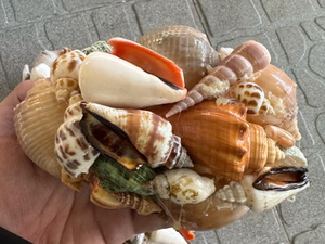 Mezcla de concha de mar Premium de Vietnam | Decoración, resina de bricolaje, decoración de Acuario, embalaje OEM/ODM - Product Image 3