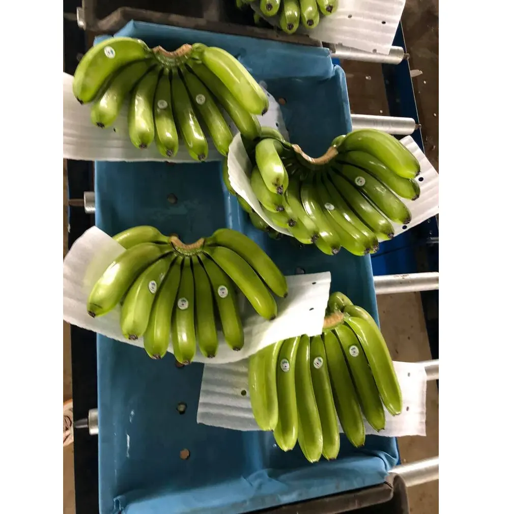 Vietnamese Premium Fresh Cavendish Banana Green Banana For Sale Custom Logo Green/ Yellow Color