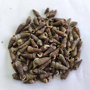 100% CASQUILLAS NATURALES BATILLARIA ZONALIS/GRADO MARINO/SECOS Y LIMPIADOS/EXPORTACIÓN EMBALAJE GRANEL - Product Image 2