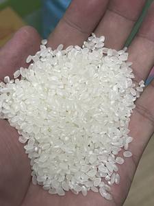 ข้าวแคโรสขาวเมล็ดสั้นเมล็ดพืชเมล็ดสั้นข้าวคาโมลิโนริโซะไรโซพันธุ์ต่างๆจากเวียดนาม-แอนนาโด - Product Image 4