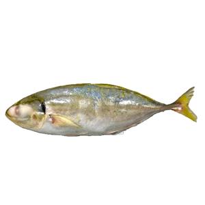 Exportador de Vietnam, Pescado Entero Congelado IQF al Vacío a Granel, Caballa Amarilla, 24 Meses de Duración, Mariscos - Product Image 4