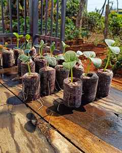 Venta caliente Jiffy Pellet para sembrar Coco Peat Pellets para sembrar Coir Jiffy para sembrar a buen precio - Product Image 3