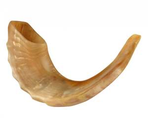 Shofar de carnero pulido de la mejor calidad, artesanía natural de alta calidad para adoración y ocasiones festivas - Product Image 2