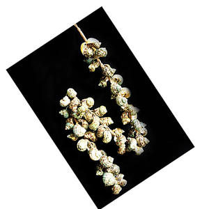 Décoration de coquillages Tessell Green 100cm, motif de bijoux en coquillages, décoration de maison durable, motif de bijoux en coquillages - Product Image 3