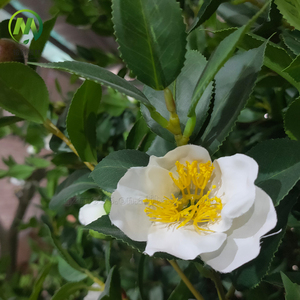 Feuille de fleur de thé artificielle de grande taille pour l'extérieur et l'<span class=keywords><strong>intérieur</strong></span>, Simulation haute de luxe, décoration d'arbre de fleur de camélia vert - Product Image 2
