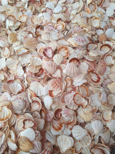 Conchas de vieiras naturales de origen ético: Proveedor global de confianza comprometido con la decoración sostenible y la artesanía responsable. - Product Image 5