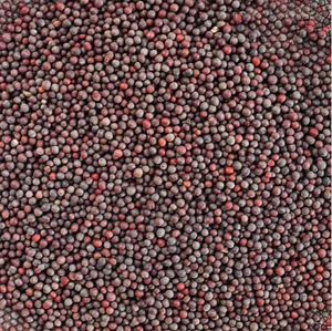 ที่มีคุณภาพสูงออลสไปซ์ดิบแบบแห้งจากผู้จำหน่ายที่เชื่อถือได้ขายส่งจำนวนมากในราคาถูกวันนี้ - Product Image 6