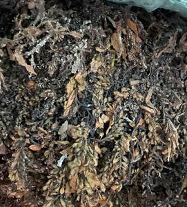 VENTA CALIENTE DE ALGAS SARGASSUM NATURAL CON PRECIO BARATO - Product Image 3