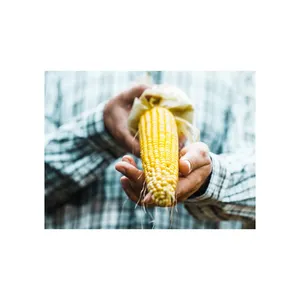 Maïs jaune/maïs jaune pour la consommation humaine maïs jaune non OGM/maïs jaune pour maïs soufflé d'alimentation animale