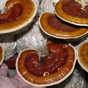 Seta Reishi seca Lingzhi de alta calidad de Vietnam Lingzhi precio competitivo