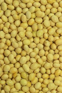 Prix compétitifs sur Farine de soja biologique Aliments pour animaux frais et séchés dans un emballage en vrac Séchage naturel Processus de congélation IQF - Product Image 3