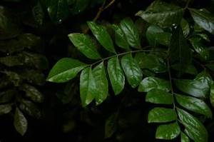 PURE CLAUSENA INDICA HOJAS ETIQUETA LIMPIA INGREDIENTE DE TÉ DE HIERBAS NATURALES PARA EL APOYO INMUNE BIENESTAR Y DETOX - Product Image 2