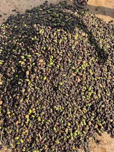 La mejor calidad, Terminalia seca natural india, Chebula (negro), hierbas Choti Harad Haritaki, bolsas de vida útil de 2 años, SPDK Agrosphere - Product Image 3