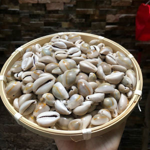 จี้เปลือกหอยเปลือกหอยเปลือกหอยเปลือกหอยเปลือกหอยเปลือกหอยเปลือกหอยเปลือกหอยเปลือกหอยเปลือกหอยเปลือกหอยเปลือกหอยธรรมชาติสีขาวแบบทำมือด้วยราคาที่แข่งขันได้ - Product Image 5