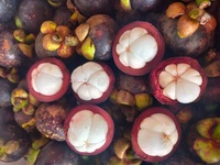 Vietnam Tropische Verse Mangosteen Met Hoge Kwaliteit En Goede Groothandelsprijs Voor Het Exporteren