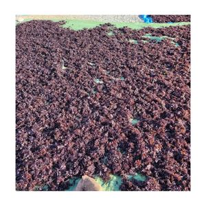 Alga Marina Crispus Seca de la Mejor Calidad (Variedad Laver) de Vietnam, Musgo Marino Morado Competitivo con Empaque Personalizado - Product Image 3