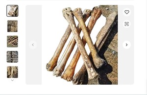 กระดูกกวางแดงธรรมชาติต้นกำเนิดจากแคนาดา - Product Image 2