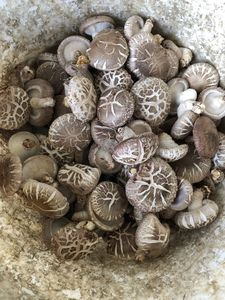 All-natural Dried Shiitake <b>Mushrooms</b> Grown in Vietnam with the Cheapest Price Recently - Product Image 6