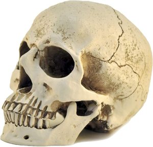 Sculpture de tête humaine en résine écologique artisanale personnalisée, modèle de crâne pour la décoration de la maison en provenance d'Inde. - Product Image 4