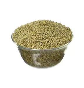 绿色小米动物饲料Bajra高蛋白动物饲料出口质量最佳