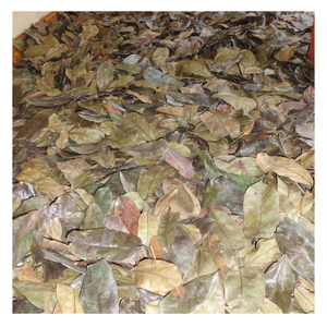 Hoja de Graviola de Guanábana seca natural, té de hierbas, hoja de Graviola de Guanábana seca suave para un sabor cálido y suave a granel - Product Image 2