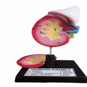 Human Kidney Anatomical <b>Model</b> FIBER GLASS <b>Medical</b> Manikin MAYALAB Brand for Nurse School Training <b>Medical</b> Science Organ Skin - Product Image 1
