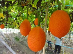 Polvo de fruta Gac Premium para nutrición y belleza, bienestar, hecho a mano en Vietnam - Product Image 2