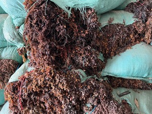 สาหร่ายทะเลแห้งซาร์กาสซัมจำนวนมากสำหรับการเกษตร อาหารสัตว์ และการค้าระหว่างประเทศ - Product Image 2