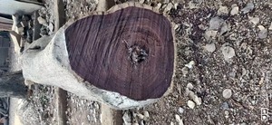 Troncos de palisandro en venta al por mayor - Product Image 4