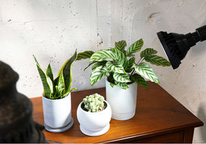 Qualité exceptionnelle Top Class 20W Durée de vie 2000 WAP SUN Full Spectrum Plant Growing Light Led - Product Image 2