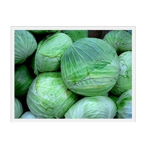 Repollo Verde Orgánico Fresco al Mejor Precio de Fábrica con Entrega Rápida - Product Image 2