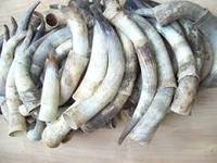 Vente en gros de cornes de vache brutes personnalisées à étiquette privée, sac de 25 kg, 25 tonnes, 15 jours, corne de buffle brute jaune