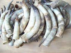 Cuernos Crudos de Vaca al por Mayor, Marca Privada Personalizada, Bolsa de 25 kg, 25 Toneladas, 15 Días, Cuernos Crudos de Búfalo Amarillo - Product Image 6