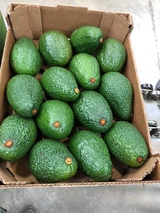 Avocat frais pour l'exportation avec le meilleur prix standard élevé à vendre Avocat frais Hass Avocat Fuerte à vendre - Product Image 5