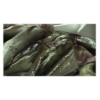 Fournisseur de morue d'Atlantique congelée / filets de morue d'Atlantique congelée au prix le plus bas pour l'exportation