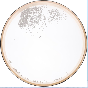 Clear-faced ocean drum with small beads, creating a soothing soundscape for relaxation. Available at wholesale prices. - Product Image 1