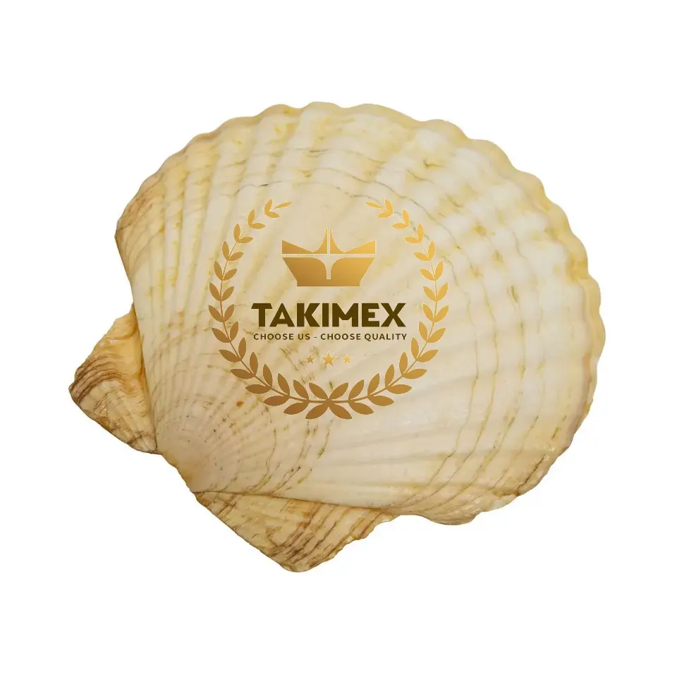 The biggest supplier dried scallop shells scallop sea shells in bulk quantity from Vietnam for exporting