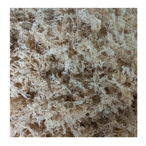 สาหร่ายดิบแห้งสาหร่ายม่วง Eucheuma cottonii มอสทะเล - Product Image 3