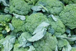 ผงบรอกโคลี | ผงถั่วงอกบรอกโคลีแห้งจากเวียดนาม - Product Image 3