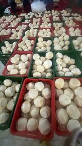 Vietnam Fresh Thump Coco-9 Piezas por Caja Listo para Beber - Product Image 3