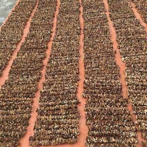 Hongo Shiitake Seco Hongo Seco De 99 Datos De Oro - Product Image 5