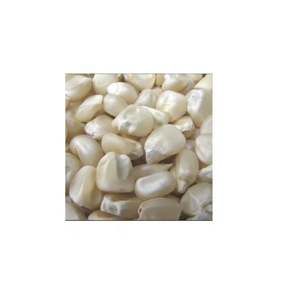 Maíz blanco de primera calidad a la venta Maíz no OGM de alta calidad Ideal para varios usos culinarios y agrícolas - Product Image 5