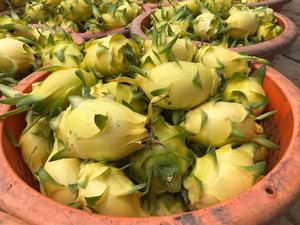 Fruit du dragon rouge et jaune frais du Vietnam, de haute qualité, saveur sucrée, pour l'expédition mondiale - Product Image 6