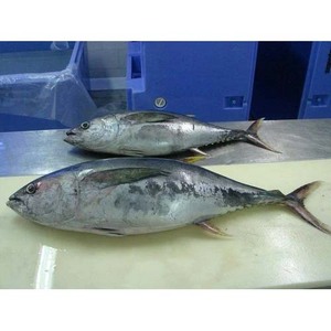 Lomos de atún aleta amarilla congelados de calidad premium, corte limpio y fresco congelado para mercados de exportación - Product Image 2