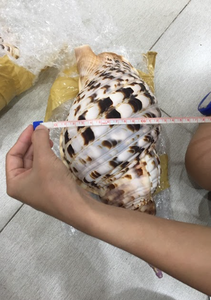 Conchas de trompeta de alta calidad para creaciones artísticas y conceptos de diseño natural - Product Image 6