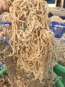 Oferta desde 99 GD: Mejor Precio musgo de mar-ingrediente de algas Eucheuma Cottonii crudas naturales para comida de ensalada - Product Image 5