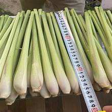 ตะไคร้แช่แข็งธรรมชาติผลิตภัณฑ์สมุนไพรบริสุทธิ์ฉลากสะอาดรองรับภูมิคุ้มกันจากพืช - Product Image 5