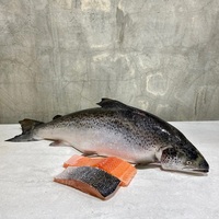 Poisson saumon surgelé norvégien de Offre Spéciale qualité supérieure poisson saumon surgelé de Norvège 10kg 12 kg emballage en carton livraison Ddp Cif la plus rapide